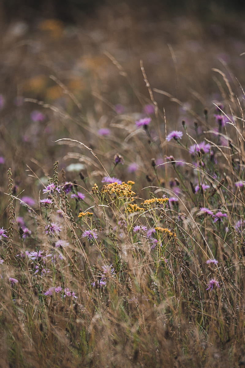 flowers, wildflowers, field, grass, HD phone wallpaper