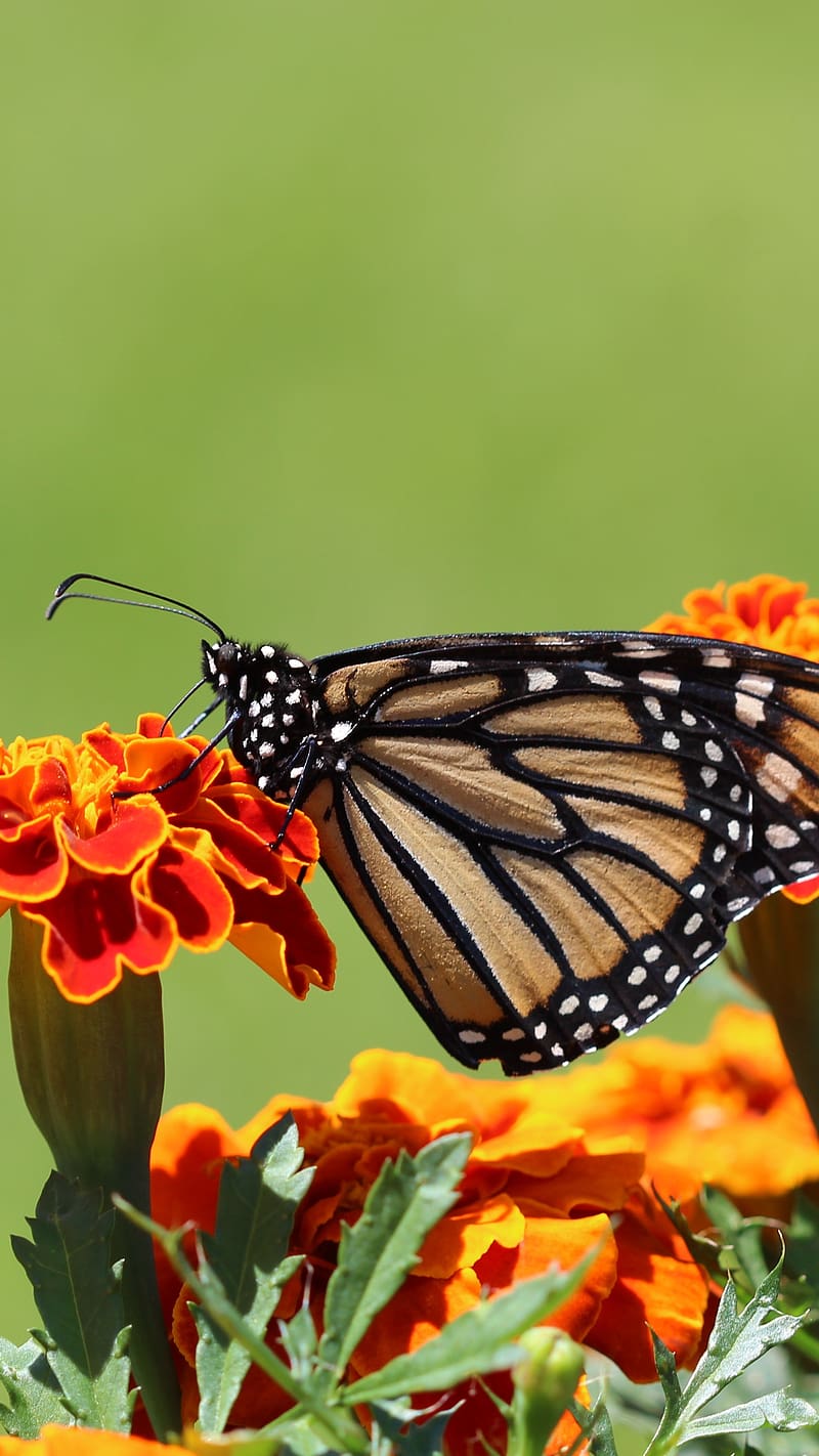 Nature For Monarch Butterfly On Flower, nature for, monarch butterfly, flower, marigold, closeup, HD phone wallpaper