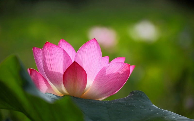 Hermosa flor de loto, hojas, flor de loto, verde, pétalos, rosa, hermosa, Fondo de pantalla HD | Peakpx Hermosa flor de loto, hojas, flor de loto, verde, pétalos, rosa, hermosa, Fondo de pantalla HD | Peakpx