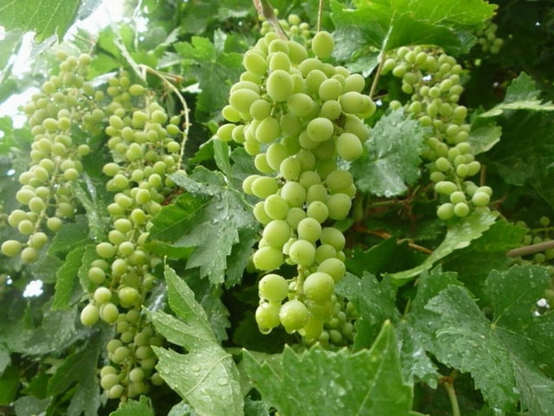 Yummy, grapes, vine, green, wine, grapevine, HD wallpaper
