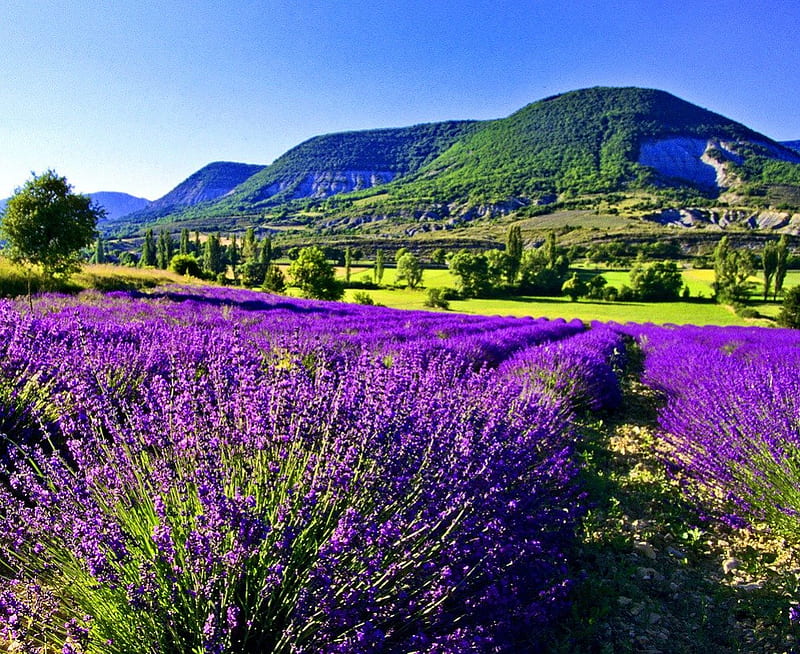 Lavender field, pretty, lovely, scent, bonito, lavender, fragrance, freshness, mountain, nice, summer, flowers, nature, field, meadow, HD wallpaper