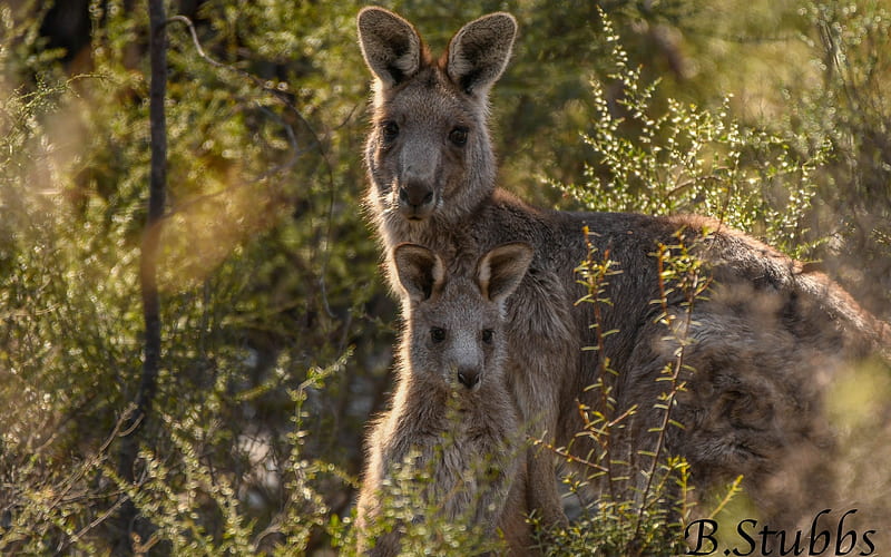 Kangaroos, Australia, mother, baby, animals, HD wallpaper