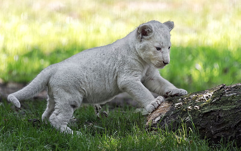 White Lion, little white lion cub, cute animals, predators, south african lion, HD wallpaper