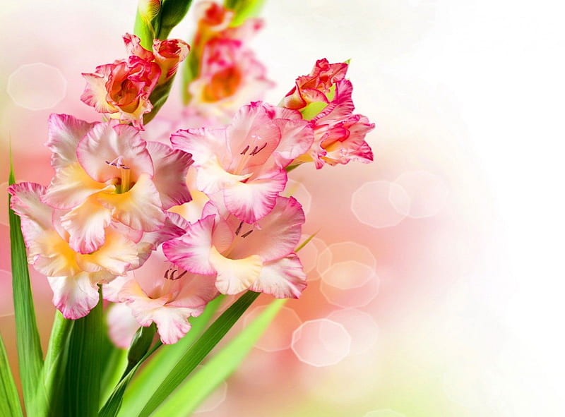 Beautiful gladiolus, pretty, lovely, bonito, soft, gladiolus, delicate, nice, bouquet, flowers, HD wallpaper