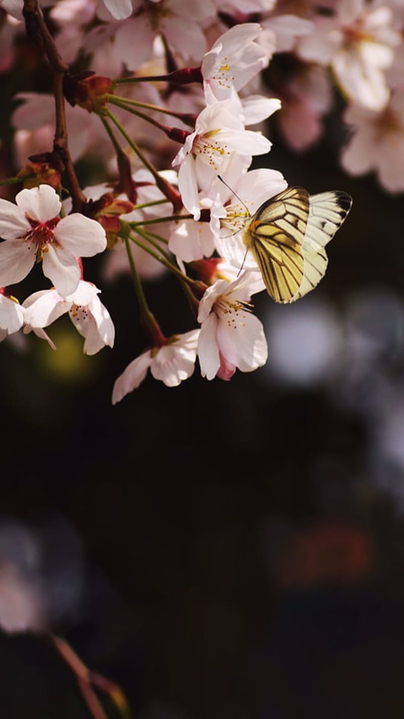 flowers and butterfly, Audrey, abstract, amazing, amoled, art, awesome, background, backgrounds, best, black, butterfly, calm, cool, dark, fit, flowers, , iphone, mobile, new, phtography, resolution, simple, spring, symbolic, the smartphone, HD phone wallpaper