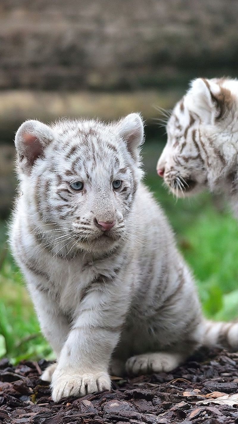 cute white bengal tiger cubs