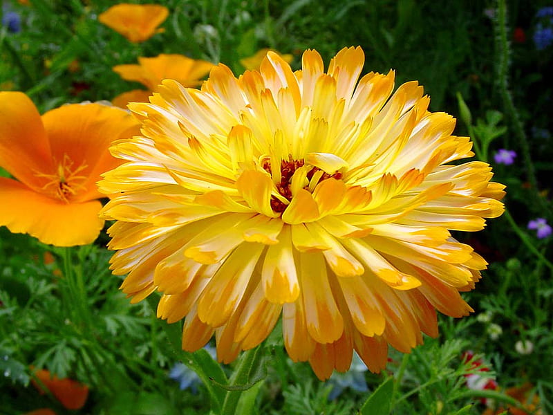 Marigold flower Wallpaper 4K, Calendula, Blossom, Bokeh