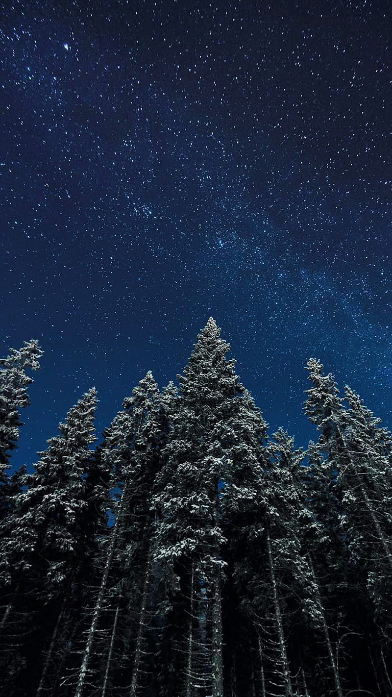 Winter, forest, night, stars in the sky, trees, HD phone wallpaper