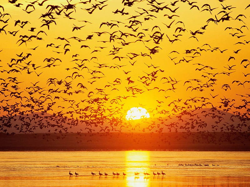 Canada Ceese Tule Take National Wildlife Refuge California , california, sunsets, sunset, mond, canada, HD wallpaper
