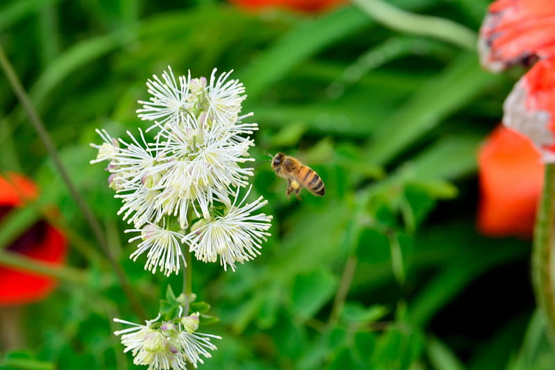 UnBEELievable, honeybees, springtime, spring flowers, bee on a flower, bees, HD wallpaper