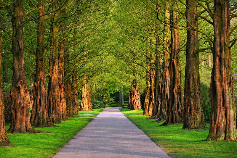 Park, Tree, Path, , Tree Lined, Greenery, HD wallpaper
