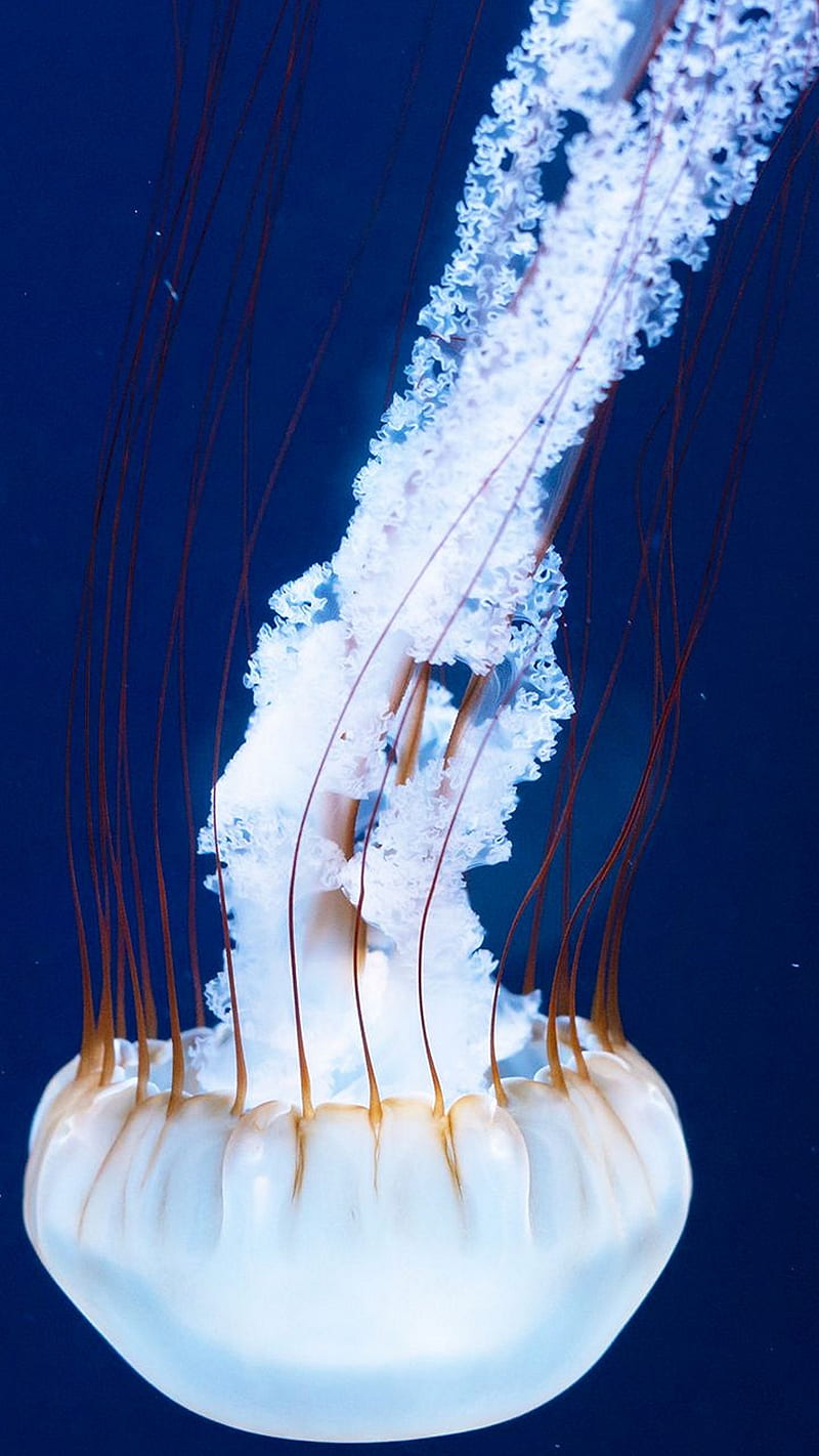 Jellyfish , aquatic, animal, white, blue, colorful, HD phone wallpaper