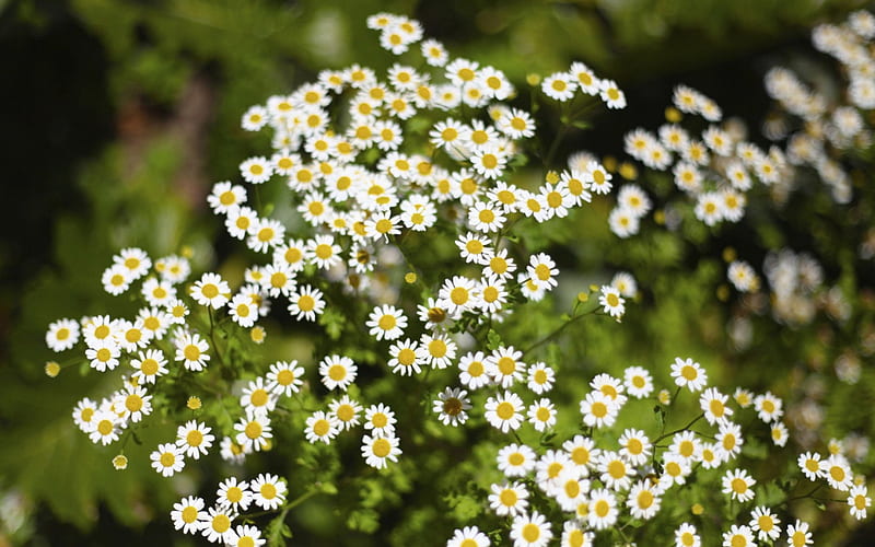 Nhìn vào hình ảnh của hoa Daisy tươi sáng và rực rỡ, bạn sẽ cảm thấy như bước vào một vườn hoa lãng mạn. Đây là một loại hoa lan tỏa năng lượng tích cực và mang lại niềm vui cho những người xung quanh. Hãy thưởng thức hình ảnh đẹp này để nguồn cảm hứng mới cho ngày mới.