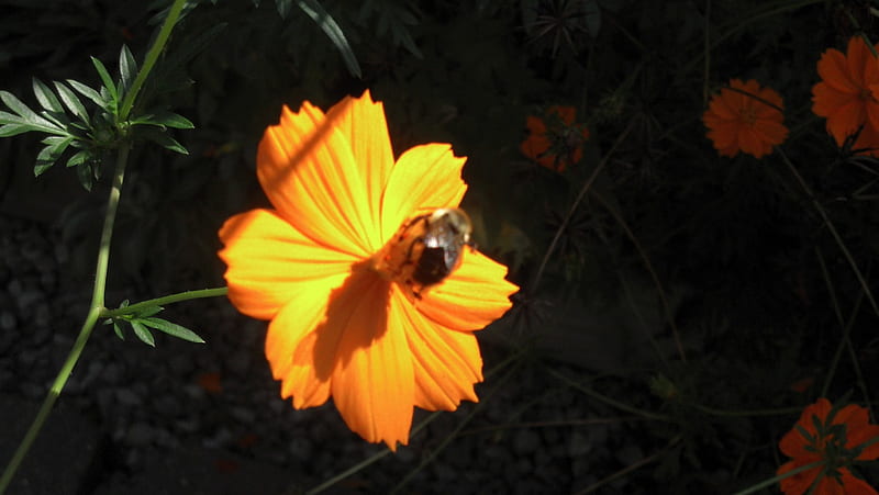 One Busy Bee, busy bee, yellow flower, pretty yellow flower, pretty flower, bees, HD wallpaper