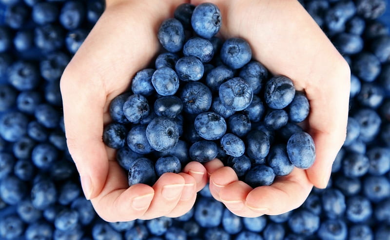 Blueberries heart, fruit, berry, blueberry, hand, woman, HD wallpaper