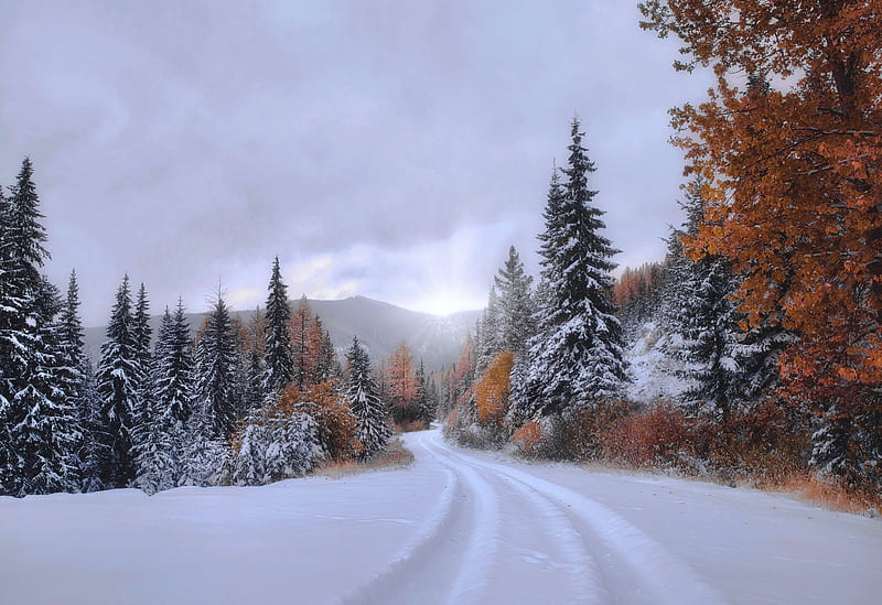 Earth, Fall, Forest, Montana, Path, Snow, Spruce, HD wallpaper