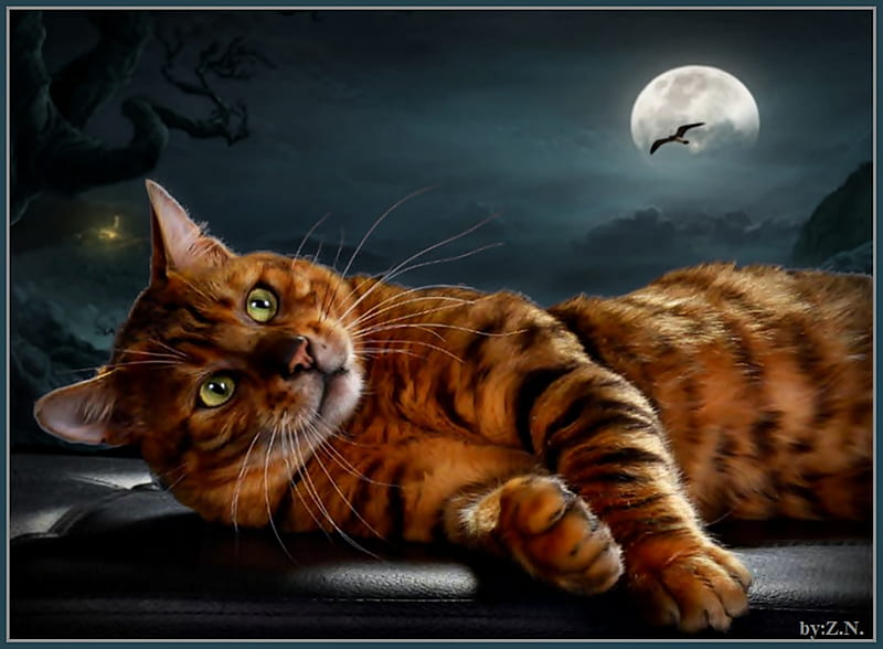 Good night, moon, cat, night, animal, HD wallpaper | Peakpx