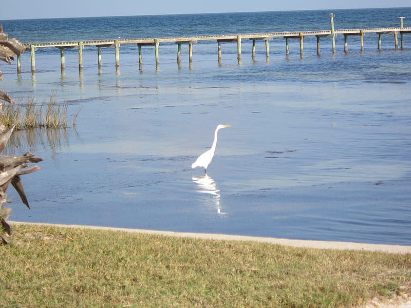 White Heron, Heron Posing, Heron Fishing, White Heron at Dusk, HD wallpaper