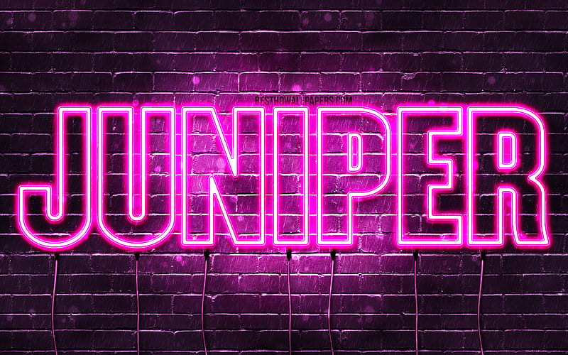Juniper with names, female names, Juniper name, purple neon lights, horizontal text, with Juniper name, HD wallpaper