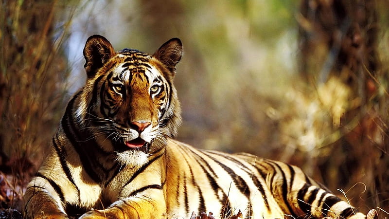 Tiger Autumn, tiger, autumn, animals, predator, king, HD wallpaper