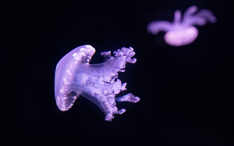 Purple Marine life Jellyfish 2020 Deep sea graphy, HD wallpaper