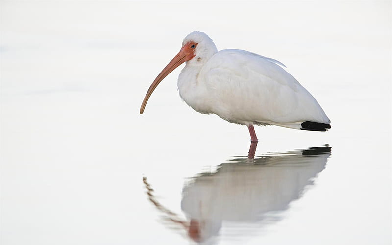 white ibis at dawn fort myers florida-bird theme, HD wallpaper