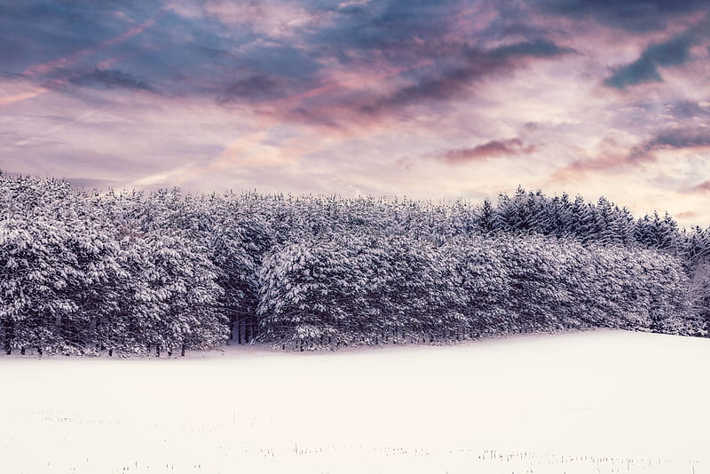 trees, snow, snowy, winter, forest, HD wallpaper