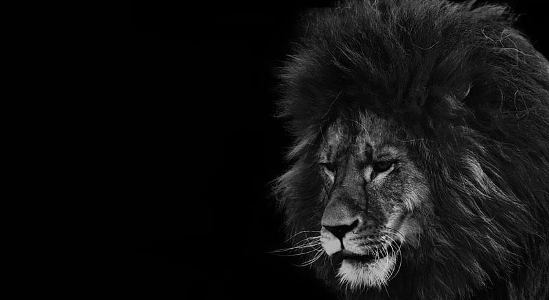 Black and white lion, feline, wild, wildlife, nature, lion, animals, wild animals, big cats, black and white, HD wallpaper