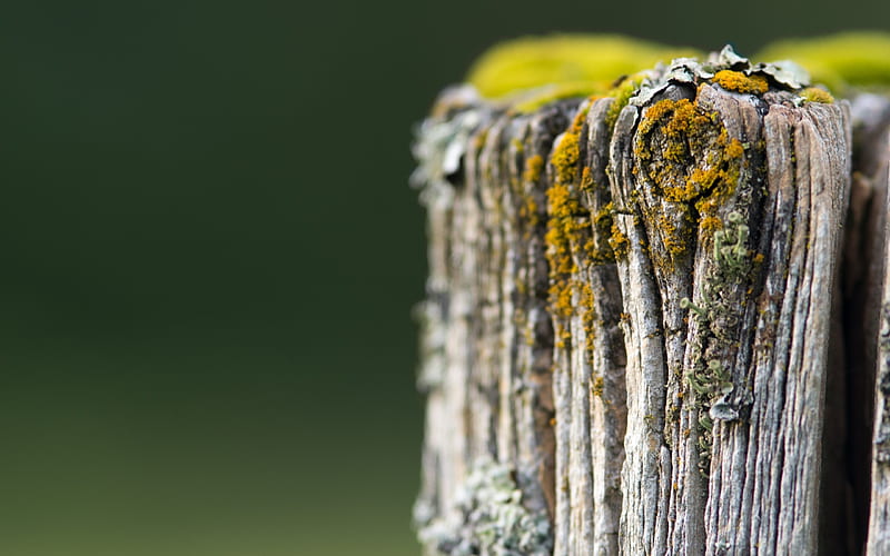 stump moss grass-Plant Macro, HD wallpaper