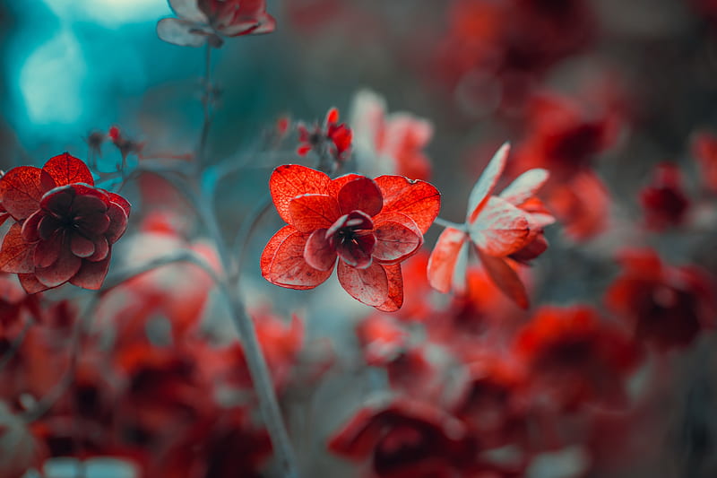 Red Flowers & Clouds Aesthetic Wallpapers - Flowers Wallpapers