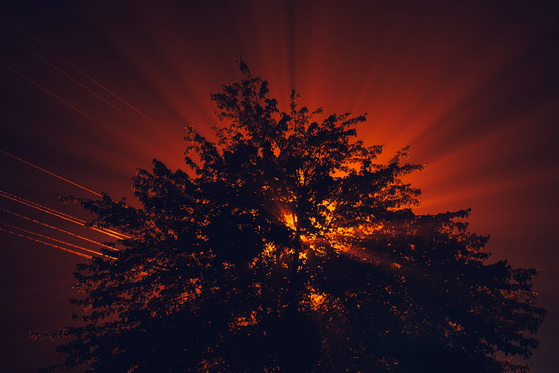 trees, rays, sun, sunset, HD wallpaper