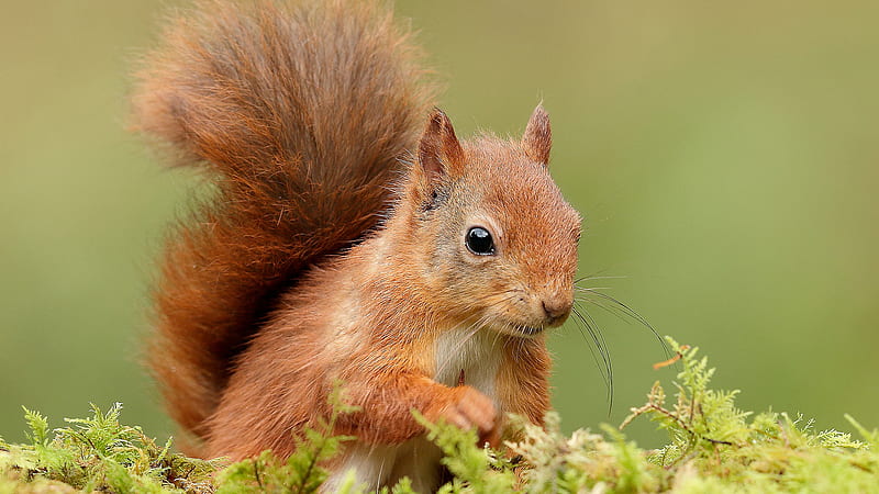 Red Squirrel With Black Eyes In Shallow Background Animals, HD wallpaper