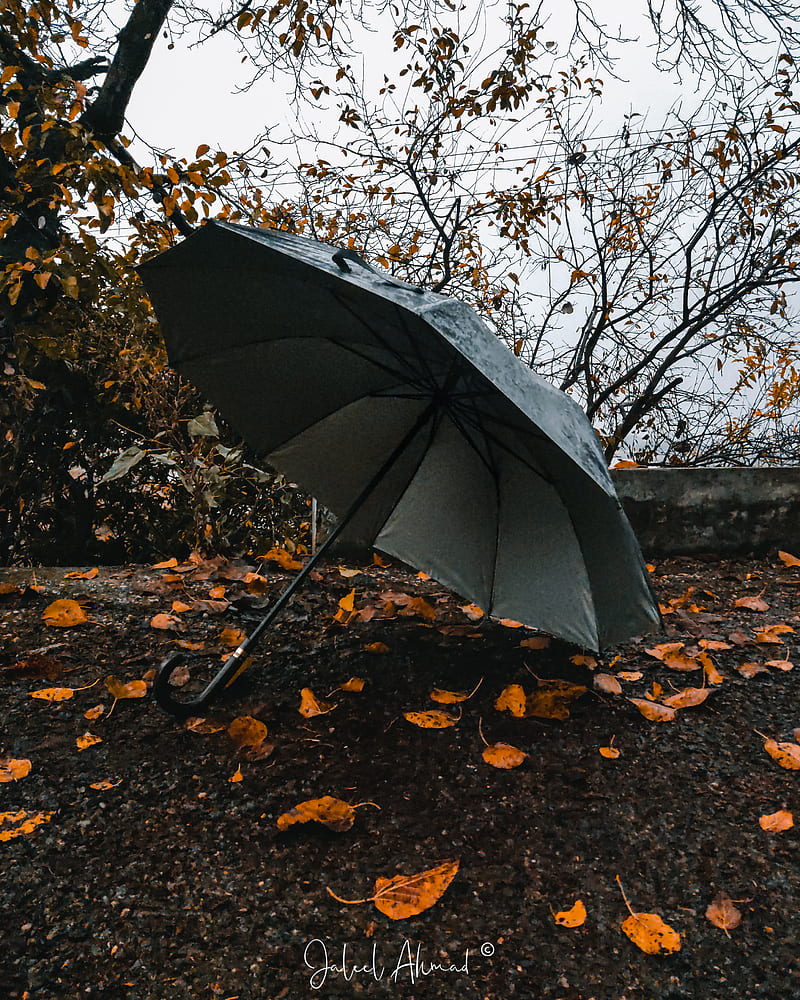 Rainy day, autumn, black, fall, jaleelahmad1, love, rain, romantic,  umbrella, HD phone wallpaper | Peakpx