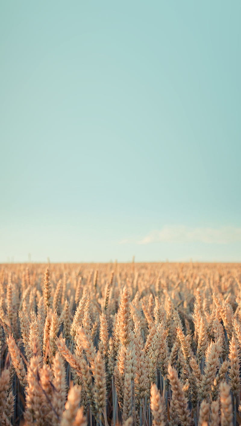 Wheat Field, HD phone wallpaper