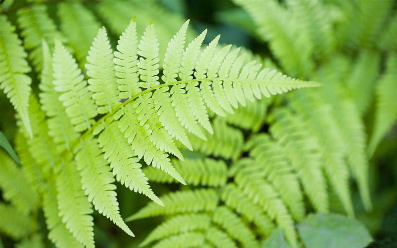 A PLEATHER OF FERNS, close up, ferns, green plants, macro, nature, HD wallpaper