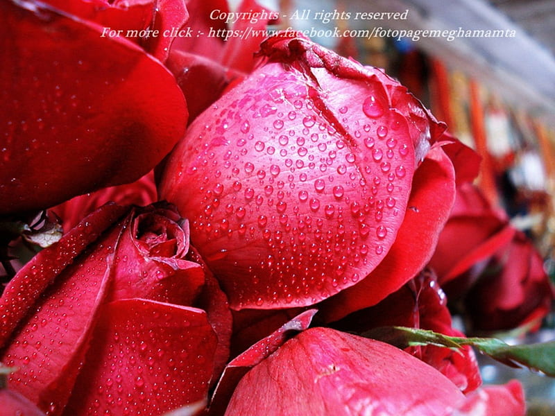 Red Rose, lipuna, lipu, abhi, abhishek, HD wallpaper | Peakpx