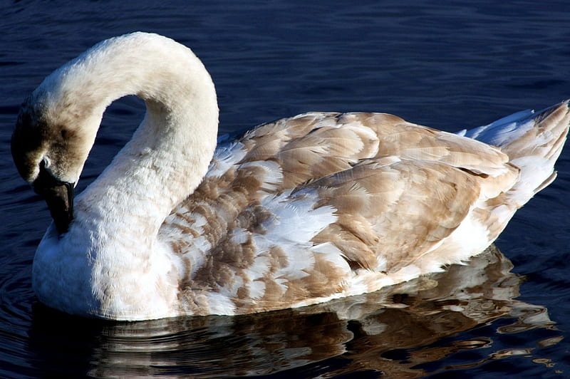 *** A young swan ***, mlody, labedz, zwierzeta, ptaki, HD wallpaper