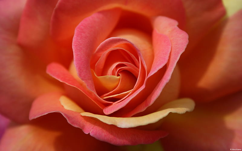 Peach and pink roses-Windows, HD wallpaper