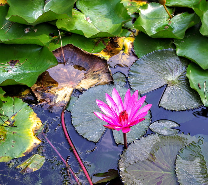 water lily, hungary, lily, purple, swamp, water, HD wallpaper