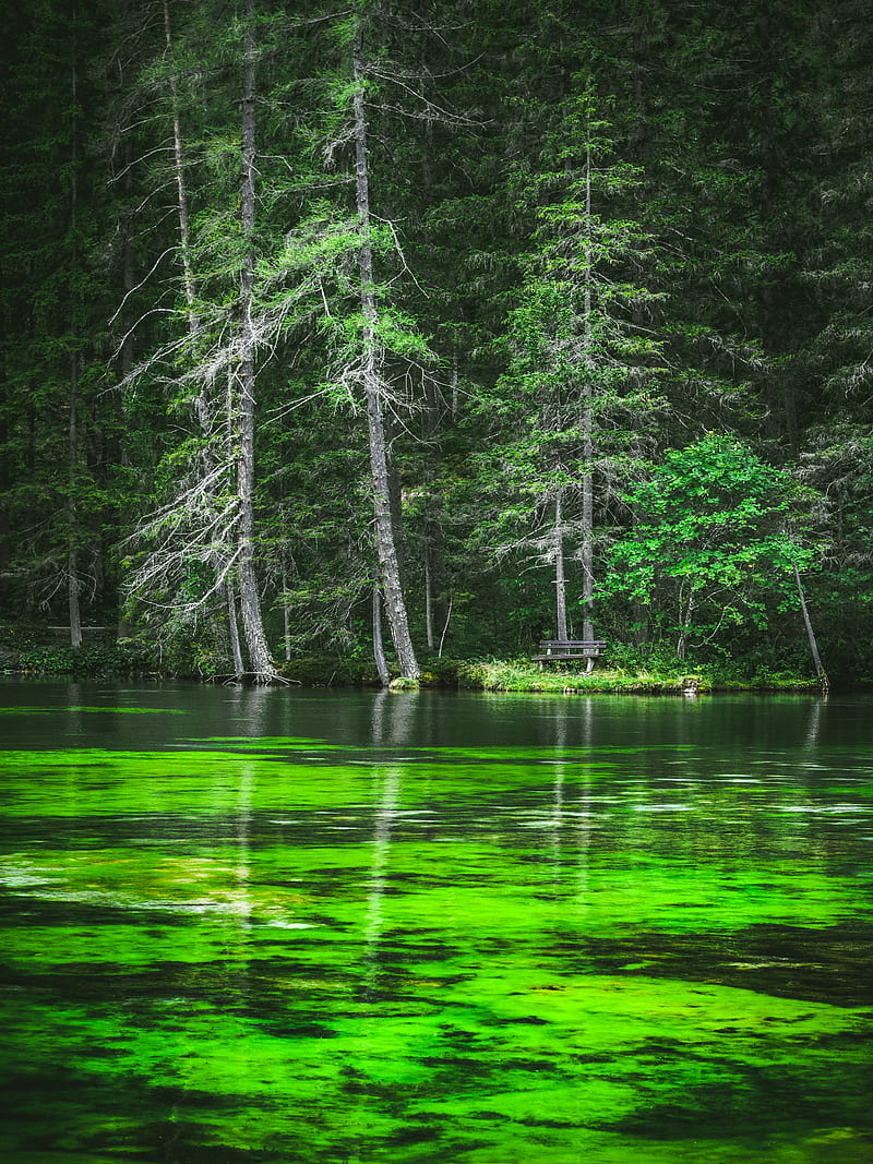 Lago, costa, bosque, pinos, naturaleza, Fondo de pantalla de teléfono HD |  Peakpx