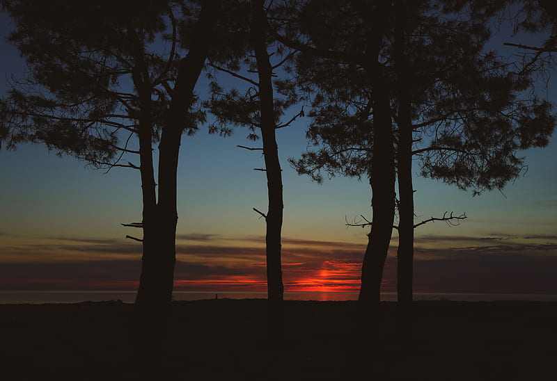trees, dark, twilight, outlines, sunset, HD wallpaper