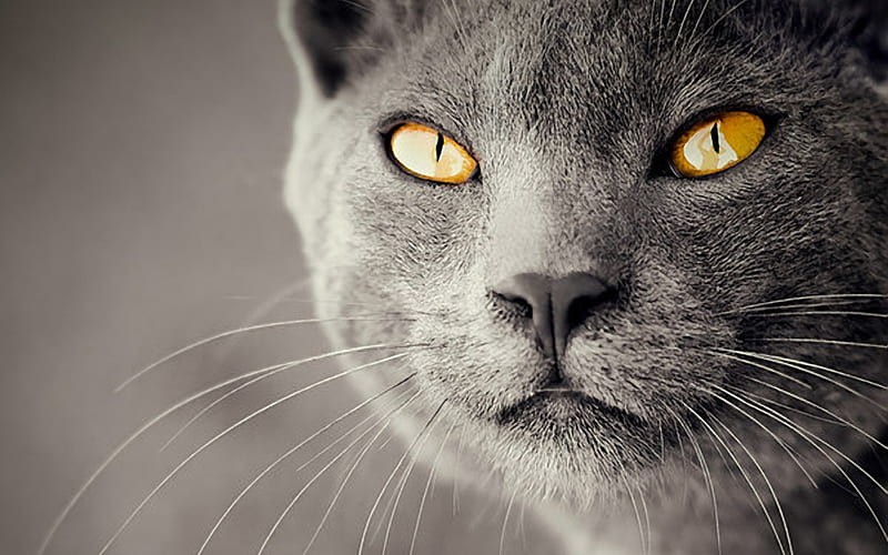 British Shorthair Cat, muzzle, close-up, domestic cat, cats, gray cat, yellow eyes, cute animals, British Shorthair, HD wallpaper