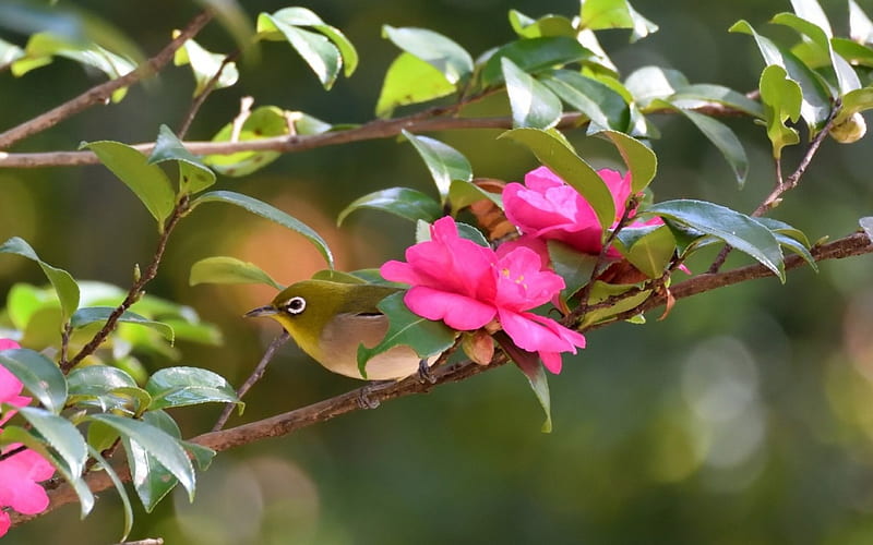 Japanese white-eye, bird, green, pasare, flower, branch, pink, HD wallpaper