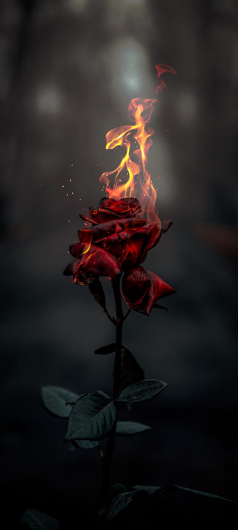 Burning Rose ACEedit, fire, HD phone wallpaper | Peakpx