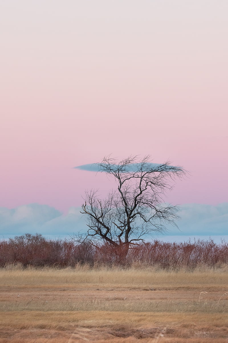 tree, horizon, minimalism, grass, clouds, HD phone wallpaper