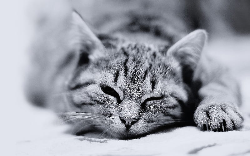 Cat Black and White-Cute little kitty cat living, HD wallpaper
