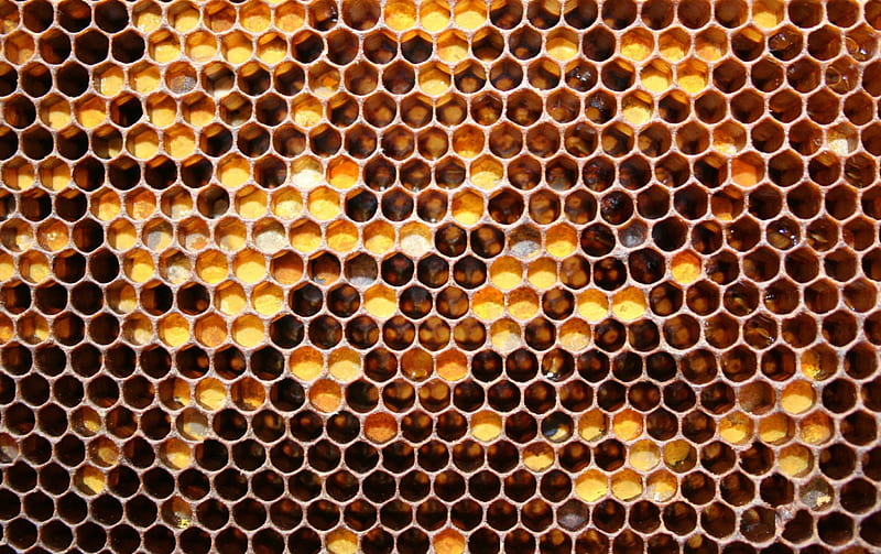 honeycomb, bee, hexigon, honey, HD wallpaper