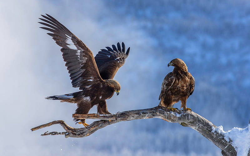 Birds, Eagle, Bird, Nature, Snow, Winter, HD wallpaper