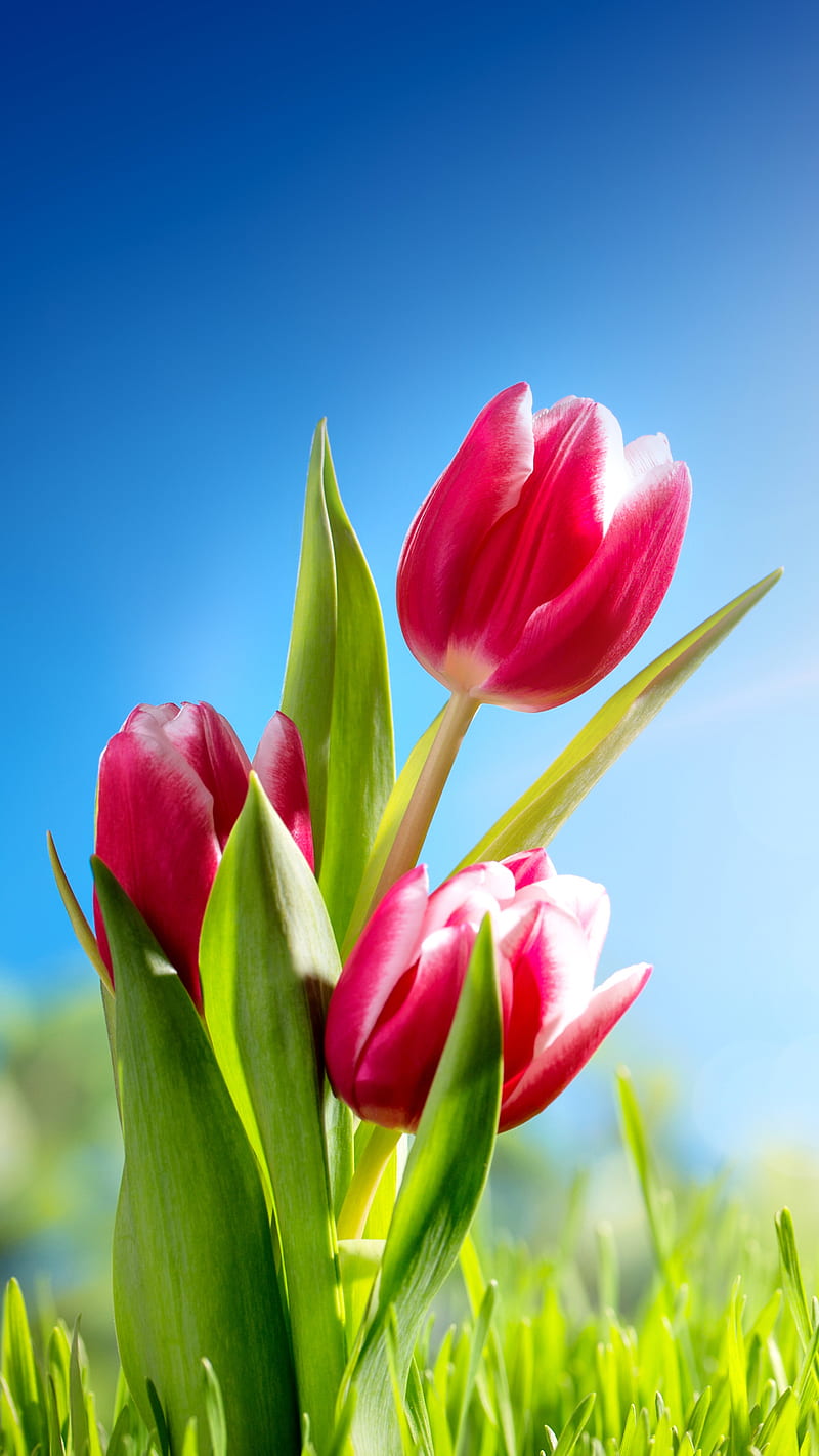 Tulip, flower, pink, grass, nature, sunny, HD phone wallpaper | Peakpx