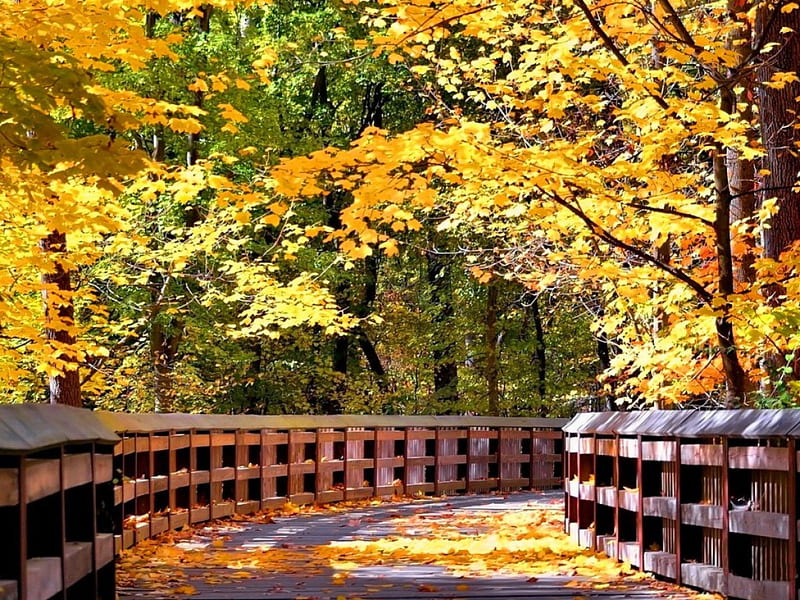 Bridge in autumn forest, fall, pretty, autumn, falling, yellow, bonito ...